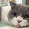 Grandma's Cat