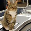 Store Cat