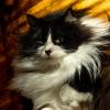 Distinguished Cat