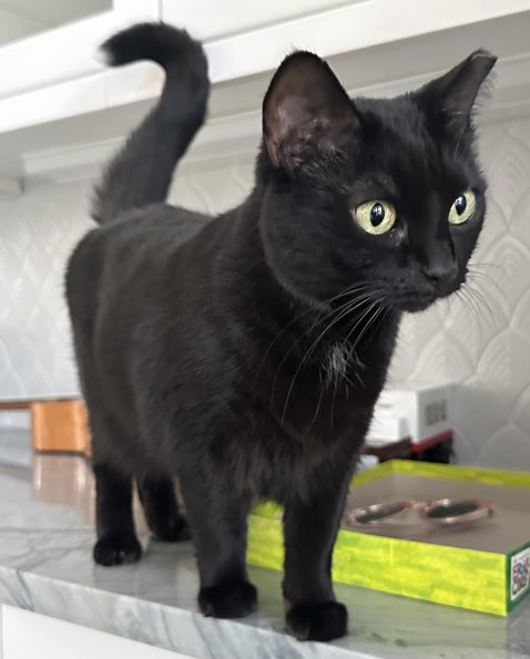 Wonderful Cat