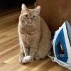 Inspector