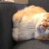 Side Loaf