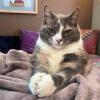 Godfather Cat