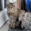 Angel Cat