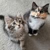 Sister Kittens