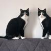 Twin Tuxedo Brothers