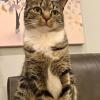8yo Cat
