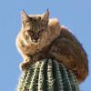 Bobcat