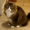 Fluffy Tail