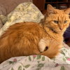 Simba Amy F