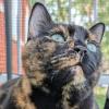 Tortie