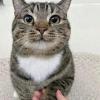 Polite Cat