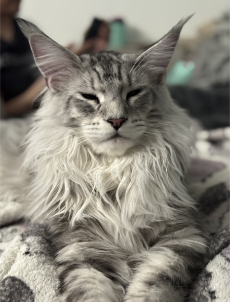 Apollo