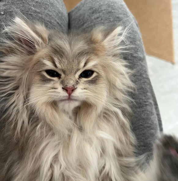 Fluff Beard
