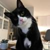 Investigator Cat