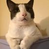 E Cat