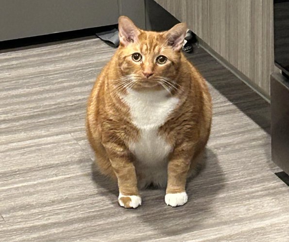 Milo