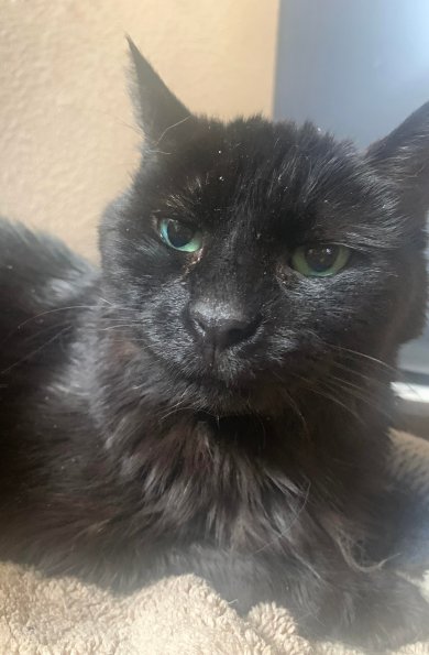 Black Cat