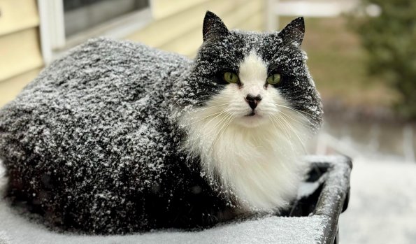 Figaro