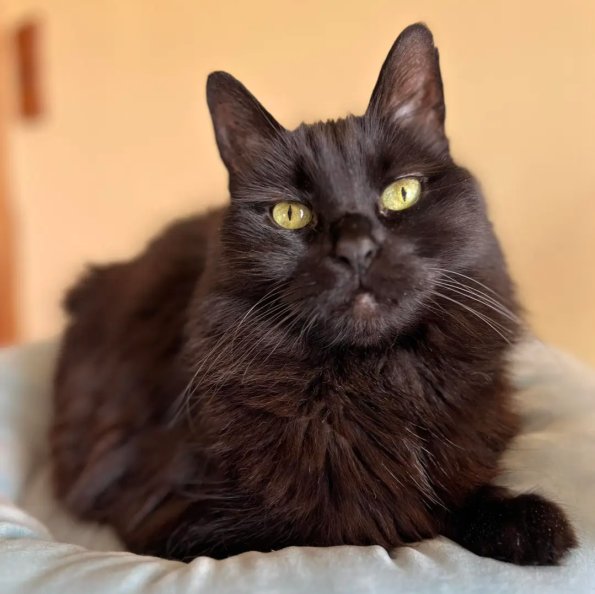 TrcyCn Cat
