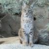 Bobcat