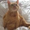 Ginger Girl