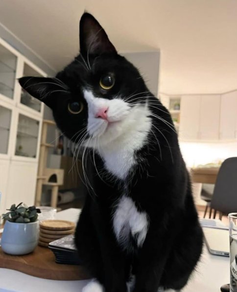 Investigator Cat