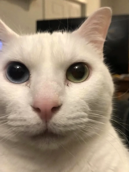 Just a Cat