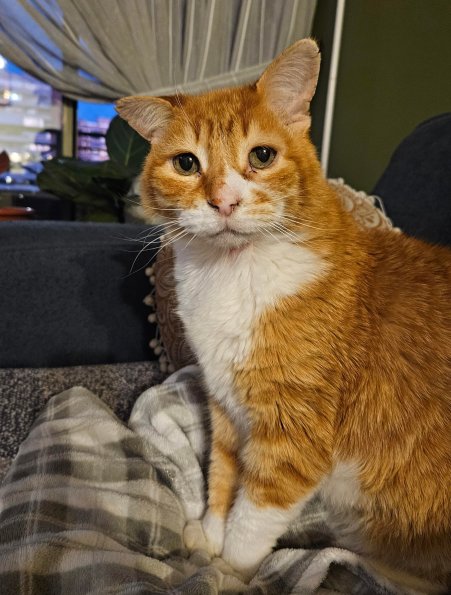 Mango