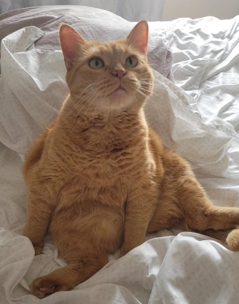 Ginger Girl