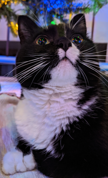 Christmas Cat