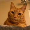 Orange 13yo