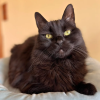 TrcyCn Cat