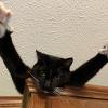 Flying