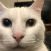 Just a Cat