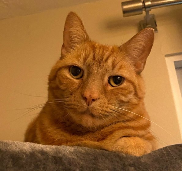 Orange 13yo