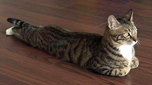 Sphinx