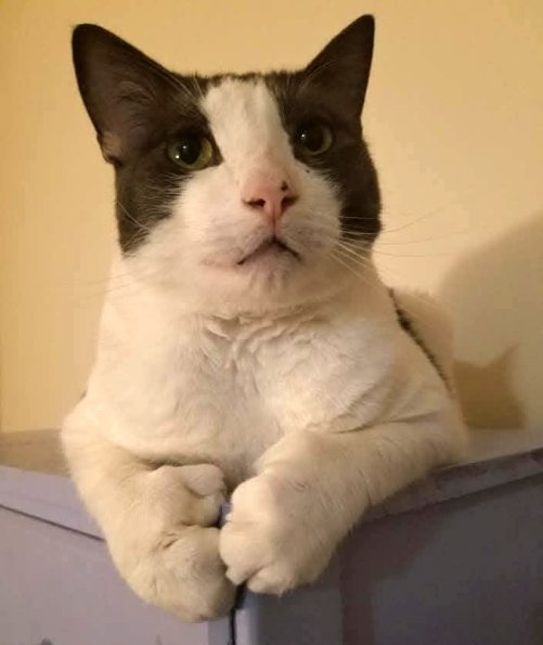E Cat