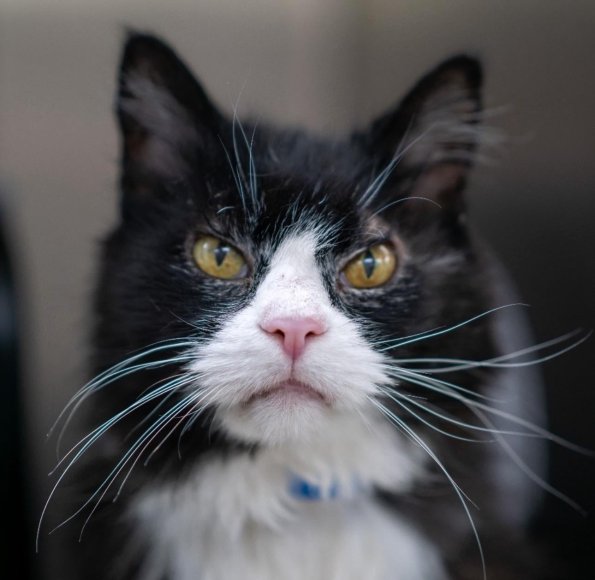 Senior Cat