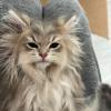 Fluff Beard