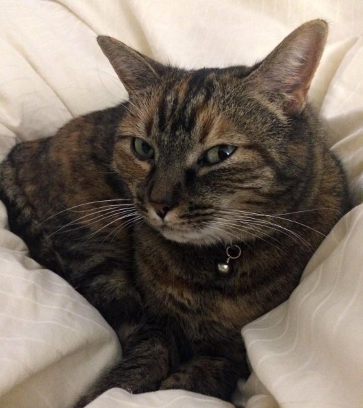 Tabby Cat