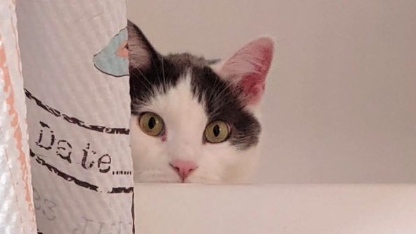Watching Cat