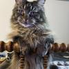 Maine Coon