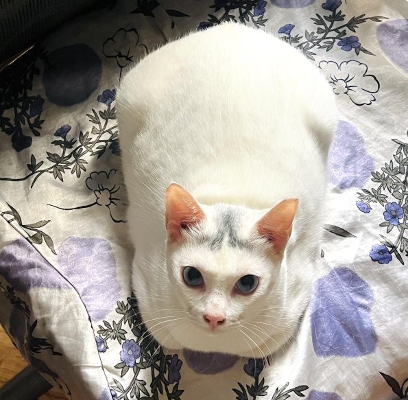 White Loaf