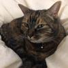 Tabby Cat