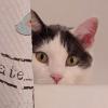 Watching Cat