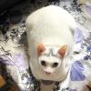 White Loaf