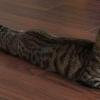 Sphinx