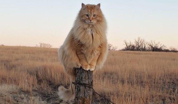 Peacock Cat