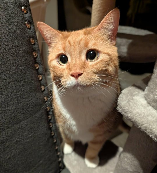 Cutest Cat
